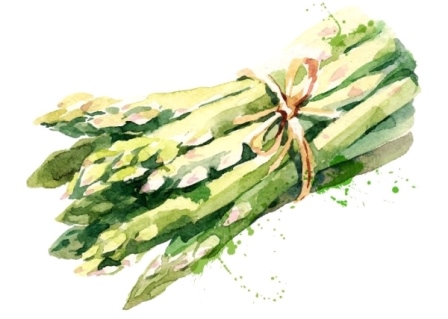 Drawing of a asparagus
